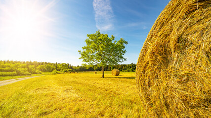 Wall Mural - Landscape wide background - Hay bales / straw bales on a field and blue sky with bright sun and apple tree in the summer in Germany