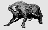 Fototapeta Dinusie - Wolf sheep vector illustration