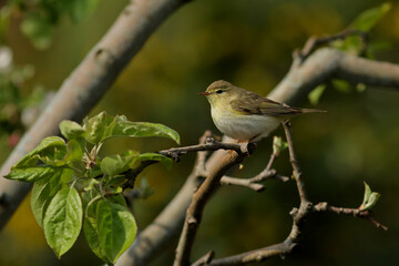 robin on a branch