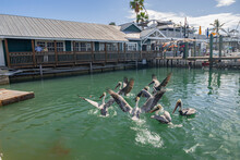 Pelicans On The Water. Pelican