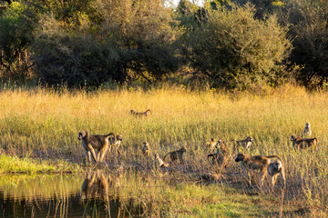 Wall Mural - group of chacma baboon monkey (papio anubis) in african savanna go drink from water, bwabwata capriv