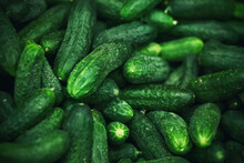 The Grocery Store Has A Lot Of Ripe Green Juicy Cucumbers. A Rich Crop Of Vegetables.