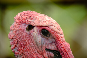 Wall Mural - portrait of Ugly turkey close up in the green depth background.