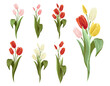 Colorful tulip bouquet, pink, yellow, white, red colors. Spring floral isolated elements on white background. Blossom vector flowers. Digital watercolor illustration. Vintage graphic design elements.