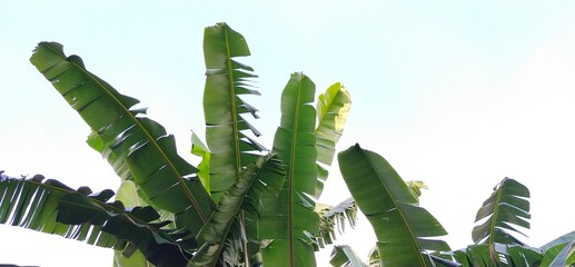 Wall Mural - Green banana leaves contrast with the blue sky