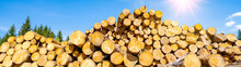 
Forest / Black Forest Background Banner Panorama - Stack Of Felled Tree Trunks / Firewood In The Forest, With Blue Sky And Shining Sun