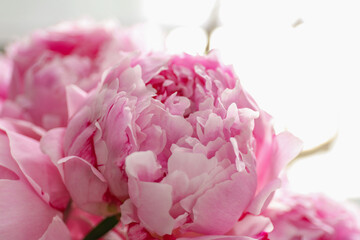 Closeup view of beautiful fresh pink peonies