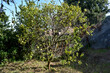 © mavicfe - Imagen de un limonero del jardín con ramas defoliadas y hojas amarillas, síntomas de estar infectado por una plaga.
