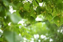 Closeup View Of Linden Tree With Fresh Young Green Leaves And Blossom Outdoors On Spring Day