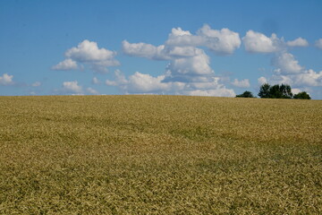 Wall Mural - Yellow wheat field landscape with trees