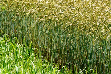 Fields of cereals close-up, Natural cereal background