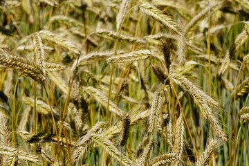 Fields of cereals close-up, Natural cereal background