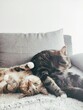 Koty na kanapie