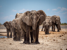 Elephants Etosha National Park
