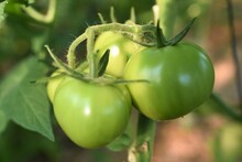 Green Tomatoes On A Vine