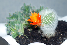 Blooming Orange Cactus In A White Flower Pot