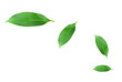 © sucharat - Citrus leaves isolated on a white background. Collection. Full depth of field
