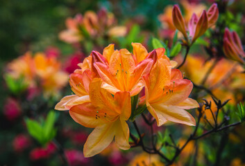 Poster - Close up on a shrub of orange rhododendron flower in the garden