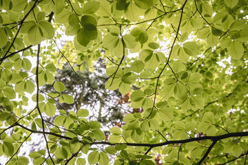 Poster - Close up on a fresh green leaves of European beech also called common beech tree