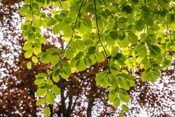 Canvas Print - Fresh green leaves of European beech also called common beech tree