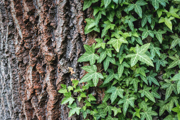 Poster - Tree stem with green ivy leaves