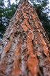 Stem of Wilson poplar tree