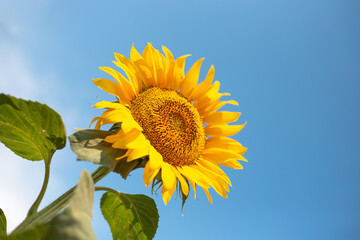 bright yellow sunflower flower on a background of blue sky