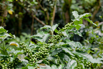 coffee tree branch with lots of green berries, closeup