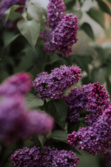  Lilac flowers