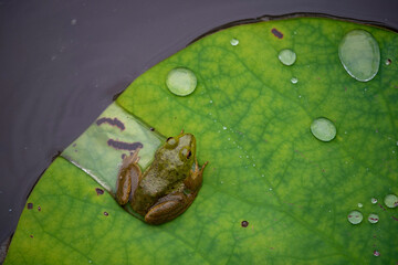  frog  lotus leaf  animal  insect