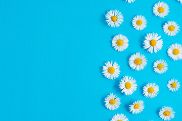 spring chamomile daisy flowers on blue background. copy space.