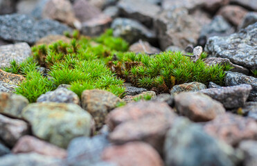 green moss on stone