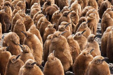 king penguins (aptenodytes patagonicus) rookery, fortuna bay, south georgia island