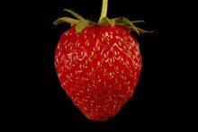 Garden Strawberry (Fragaria Ananassa). Fruit Closeup