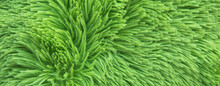 Abstract Green Fur Background. Banner.