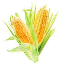 Corn Ears Isolated On A White Background