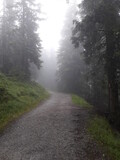 Fototapeta  - Footpath through a foggy, gloomy forest 