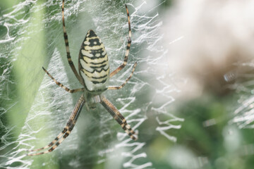 Poster - Cobweb or spider's web against a natural background, Dew drops on a spider .