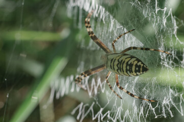 Poster - Cobweb or spider's web against a natural background, Dew drops on a spider .