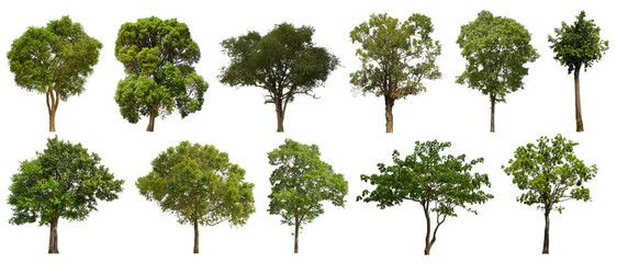 isolated tree green set is located on a white background.collection of isolated tree green on white 