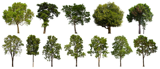 isolated tree green set is located on a white background.collection of isolated tree green on white 
