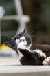 © Studio Stadtfeld - Schwarze.Weiße Katze entspannt sich im Garten und putzt sich
