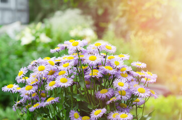 Lilac daisies bloom in summer, against the background of a blurred garden