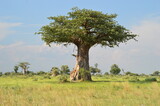 African Baobab trees by in the Okavango Delta in Botswana
