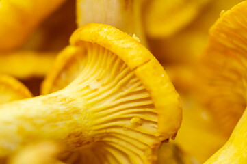 Yellow edible forest mushrooms. Agaricus cantharellus. Autumn food close-up macro photography