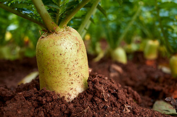 Daikon planted in a field.
