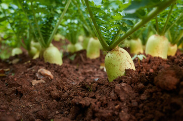 Wall Mural - Daikon planted in a field.
