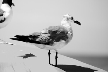 Seagull bird in black and white close up for sea animal concept.