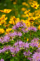 Wall Mural - Summer Wildflowers