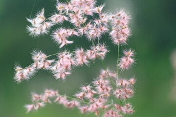  Pink grass flower in morning light with green background.